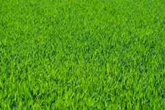 Mały balkon miejski z czterema kasetami z zieloną trawą wzdłuż barierki, poranne światło